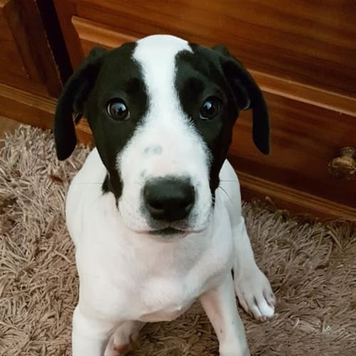 Sully(now Freddie)