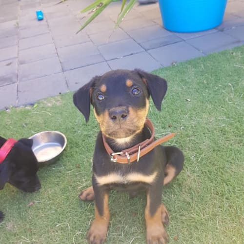 Puppy Opie  DL1828