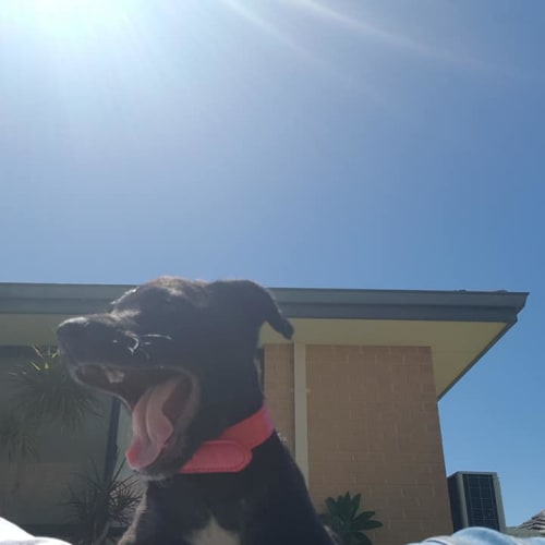 Puppy Frankie DL1826