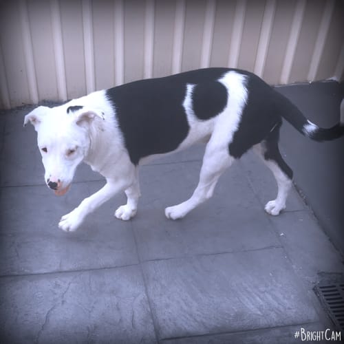 Oscar ** An Angel Dog **