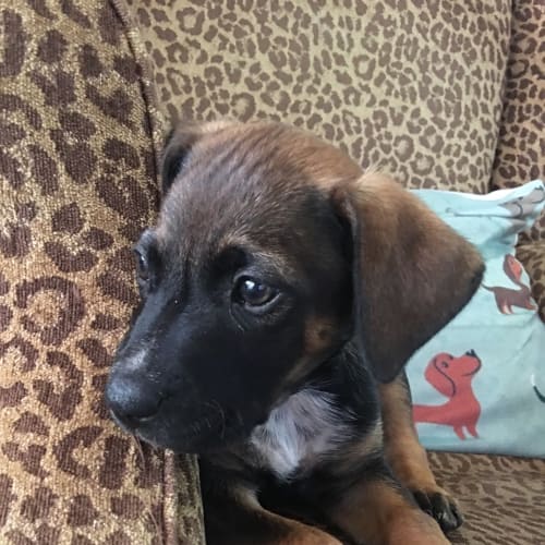 No photo for Freddie Our Beautiful Pup