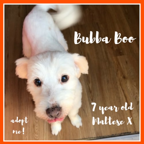 Bubba Boo ~ Maltese X (on trial 26/2/2018))