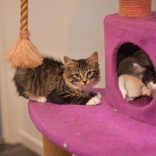 Cardamom  ***2nd Chance Cat Rescue***
