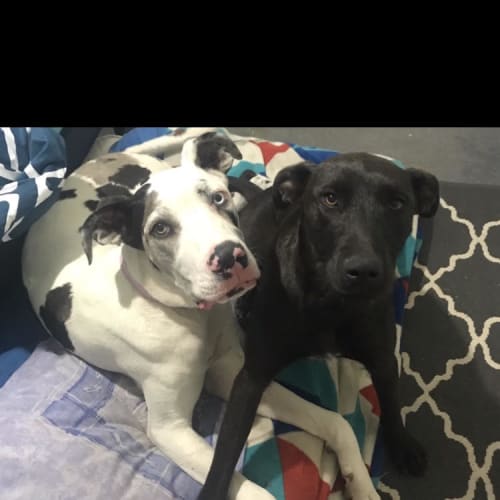 Piccolo .... cat dog and child friendly