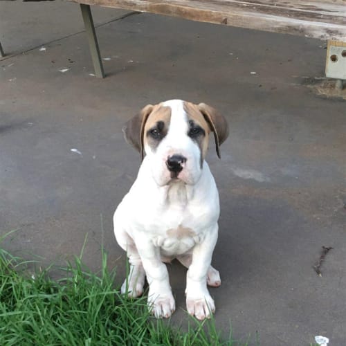 Penelope(now Piper)