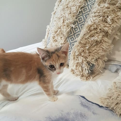 Kiko