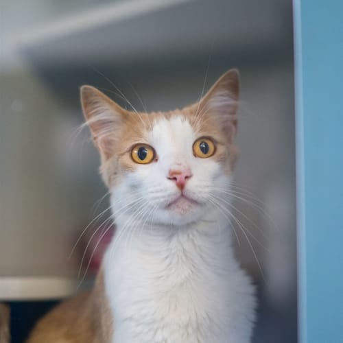 Hugo