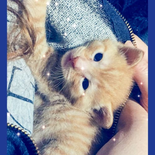 Jamal the inquisitive Little Bear kitty