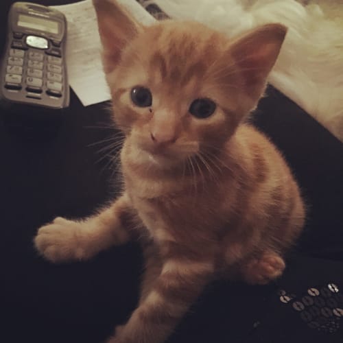 Zahari the king of the jungle kitten!