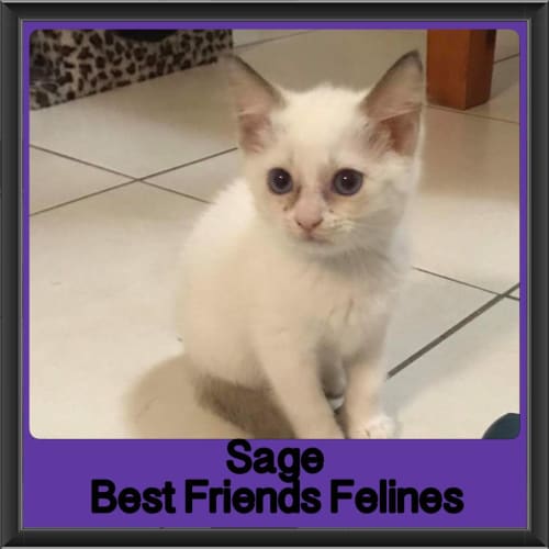 Sage 