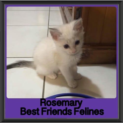 Rosemary 