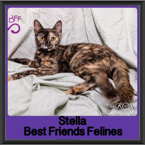 Stella