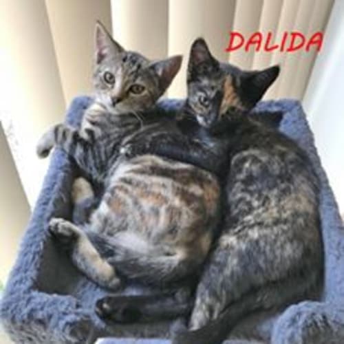Dalida **2nd Chance Cat Rescue**