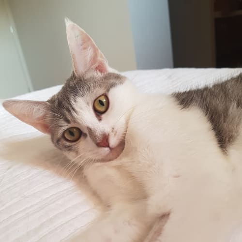 Nyx **2nd Chance Cat Rescue**