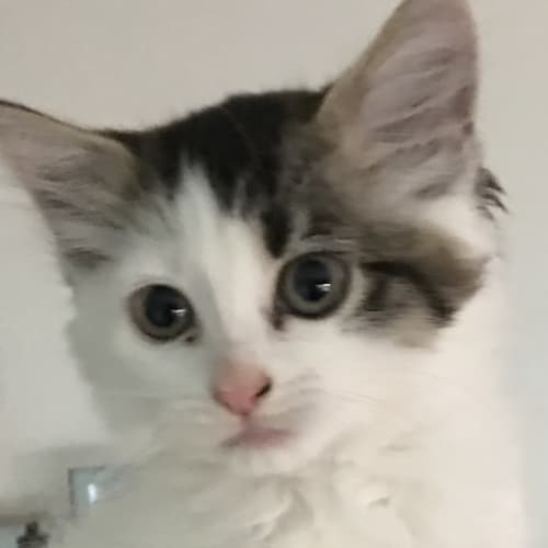 Delphine **2nd Chance Cat Rescue**
