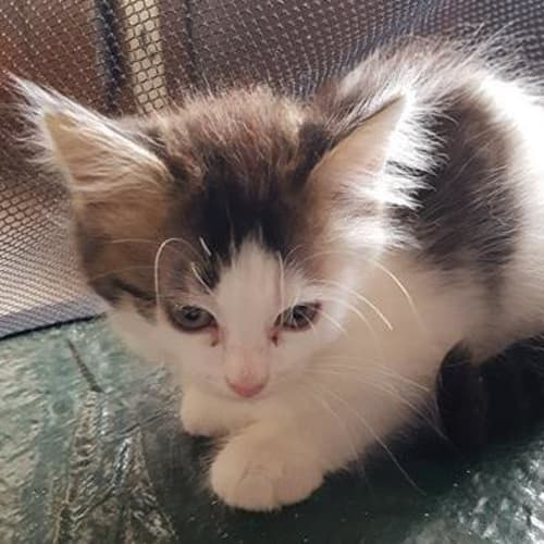 Miss Cosima **2nd Chance Cat Rescue**