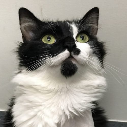 Rosie