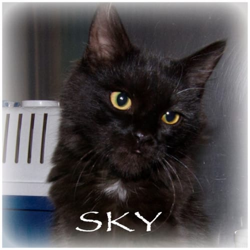 Sky