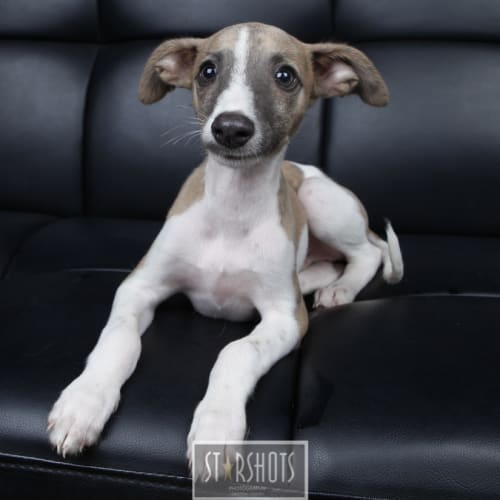 Kodi