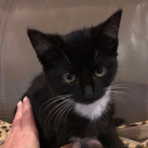 Georgie **2nd Chance Cat Rescue**