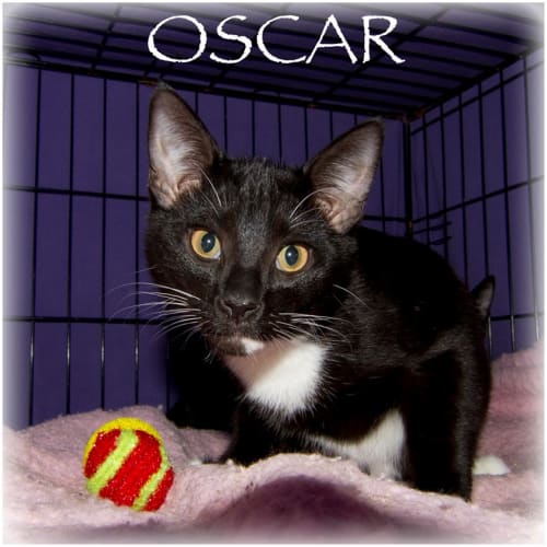 Oscar