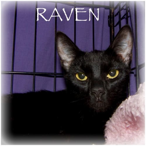 Raven