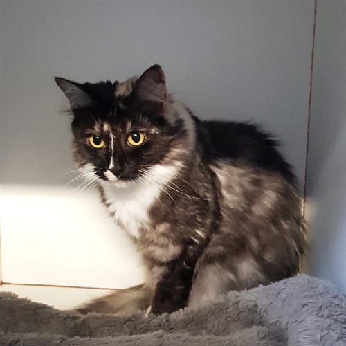 Nala