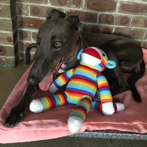 Blue (On Trial 14 April)