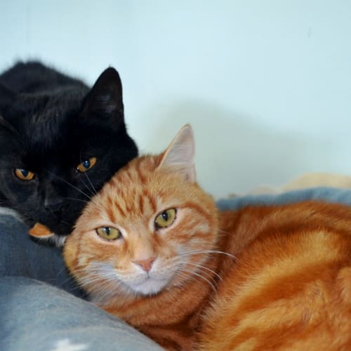 Tinker & Marmalade