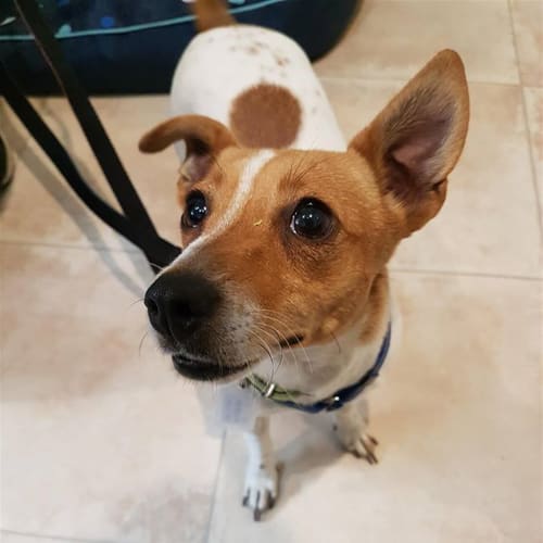 Peanut (bonded With Biscuit)
