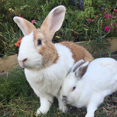 Roger & Snowy