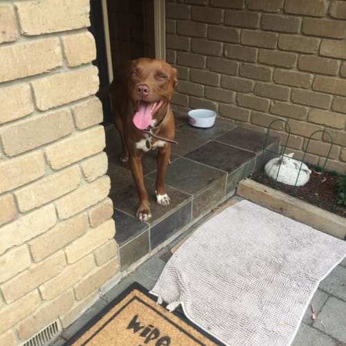 Schnooki ... loves kids and dogs, confident cat