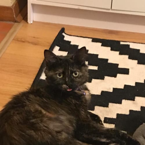 Olive