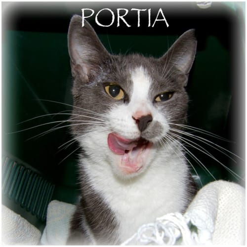 Portia