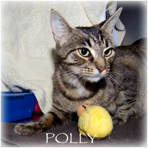 Polly