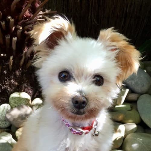 Coco
