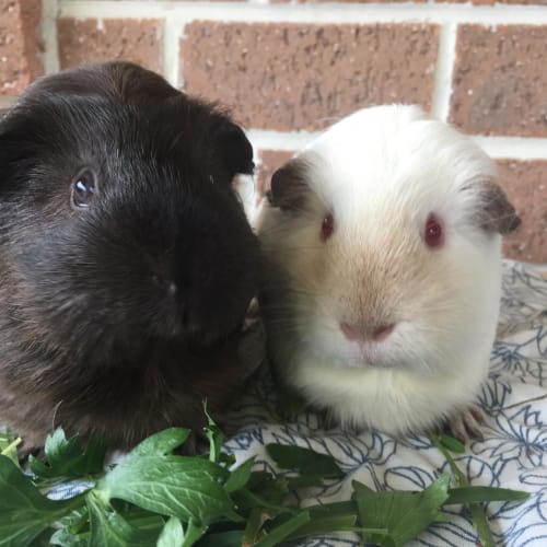 Apricot and Oreo