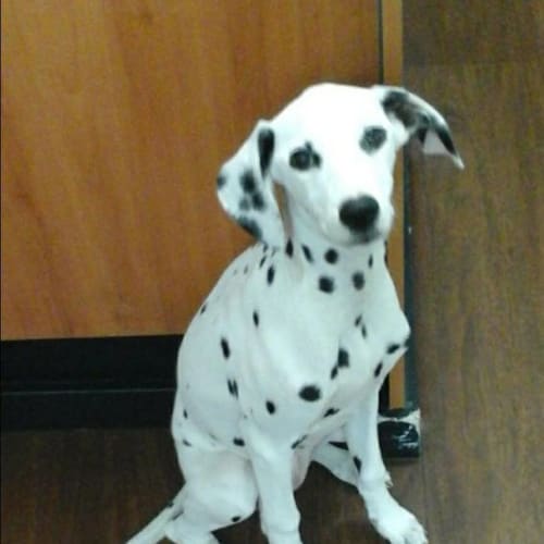 Special Needs Sadie