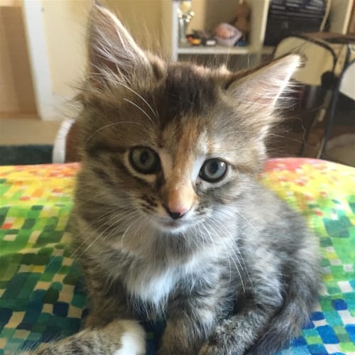 Lily