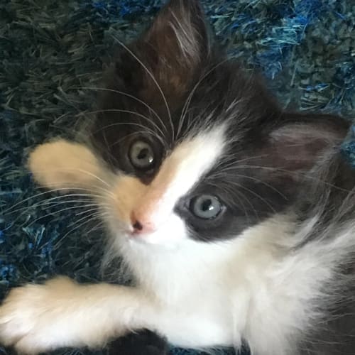Louie
