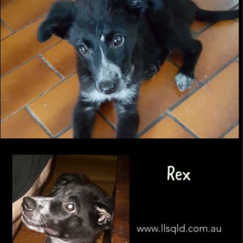 Rex