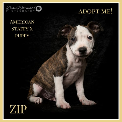 Zip ~ American Staffy x puppy (on trial 19/3/2018)