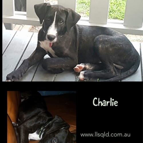 Charlie