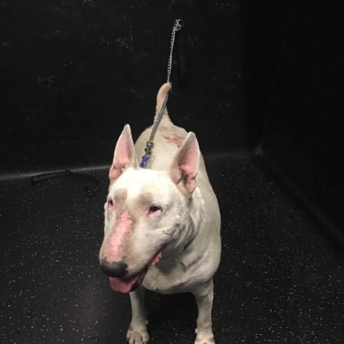 MIllie- forever foster carer