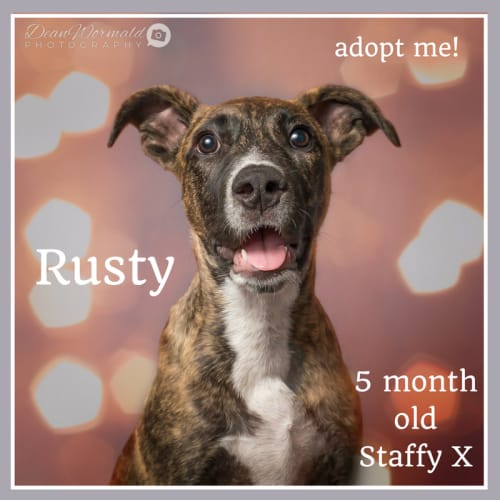 Rusty ~ 5 month old Staffy X (on trial 16/3/2018)