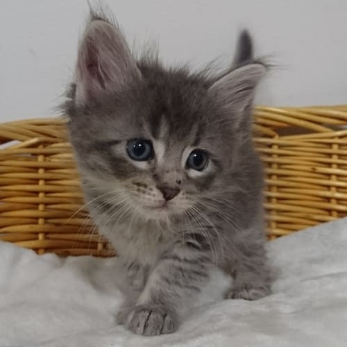 Ernie