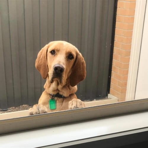 Lulu