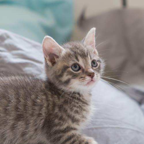 Audrey ~ Kitten (on trial 3-3-2018)