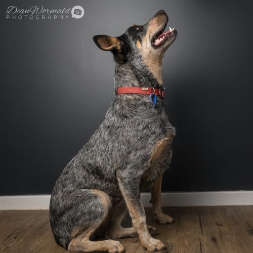 Bluebell ~ Stumpy Tail Cattle Dog (on trial 6/3/18