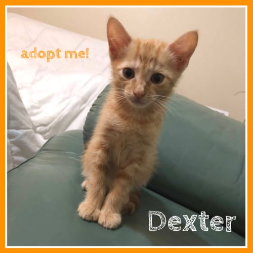 Dexter ~ Kitten (on trial 23-3-2018)